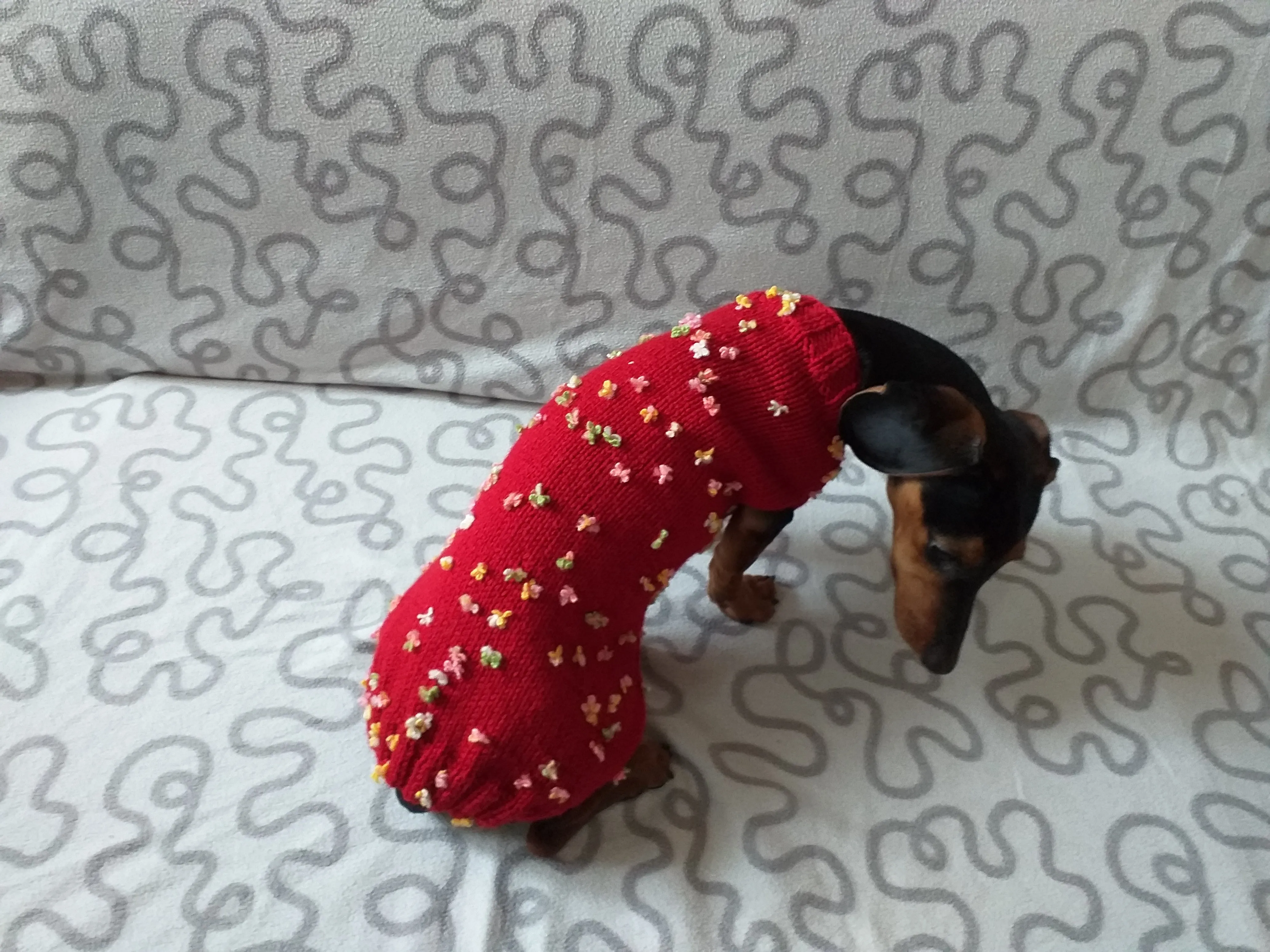 Sweater with flowers and butterflies for miniature dachshund or small dog.