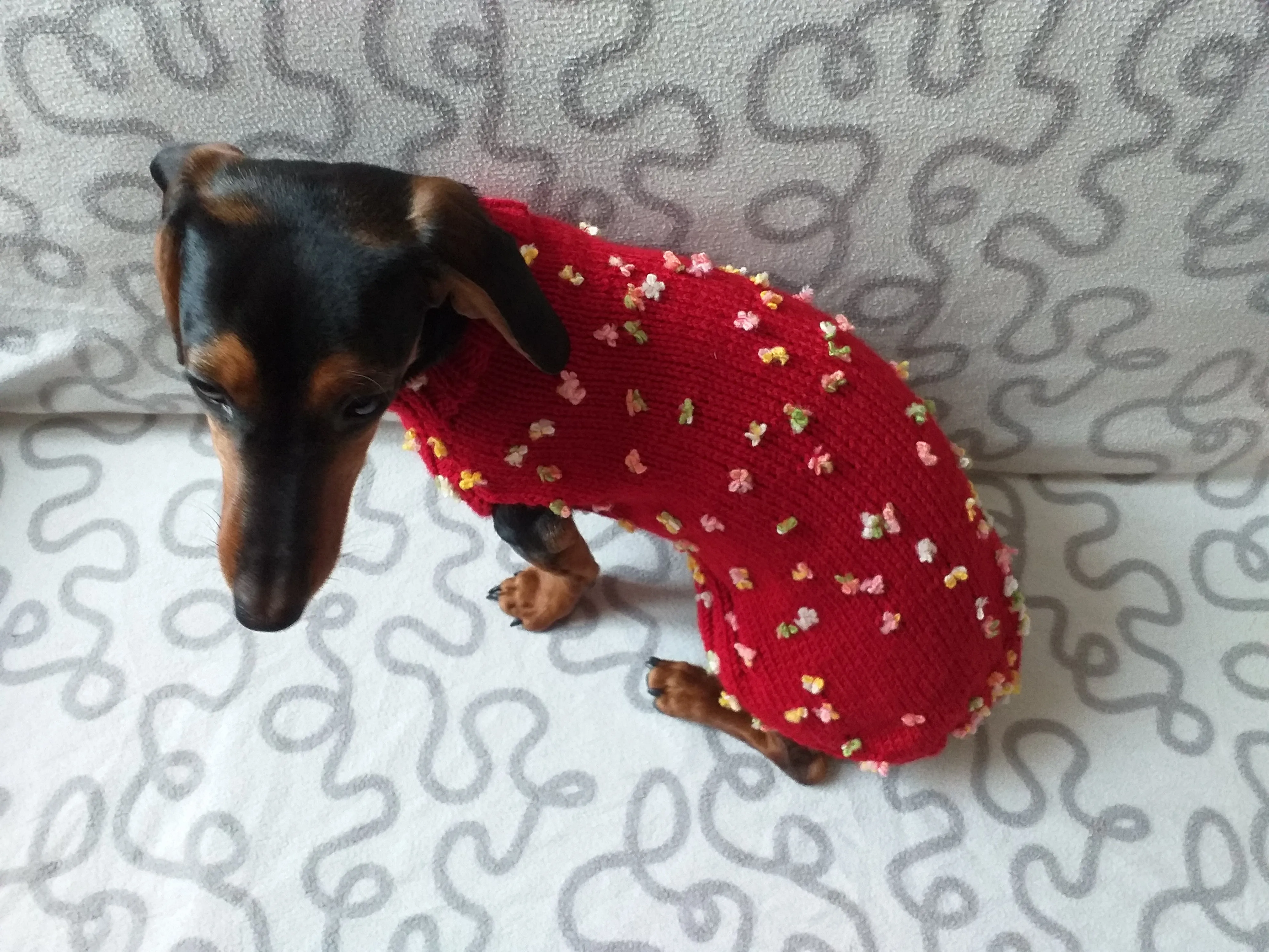 Sweater with flowers and butterflies for miniature dachshund or small dog.