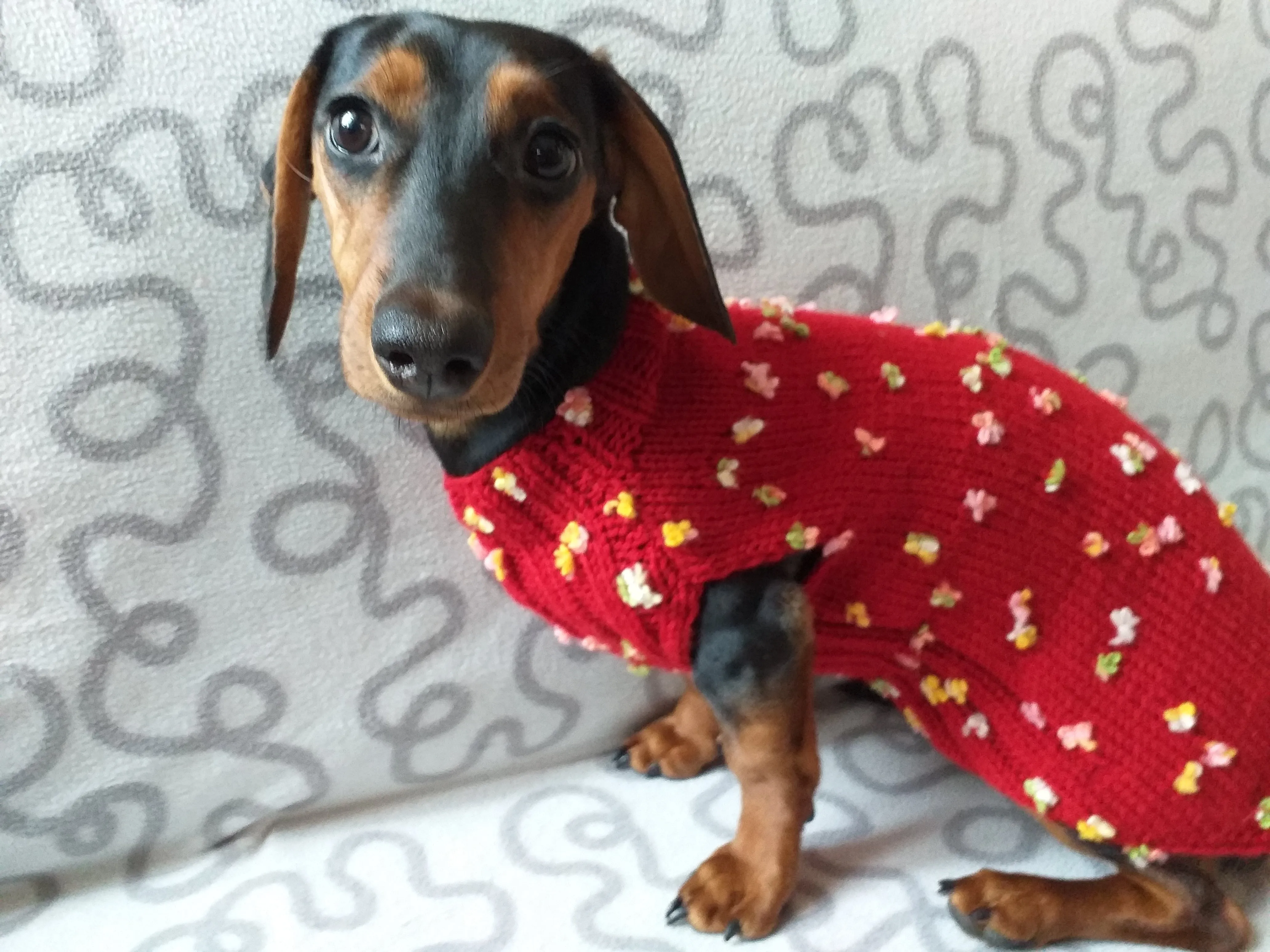 Sweater with flowers and butterflies for miniature dachshund or small dog.