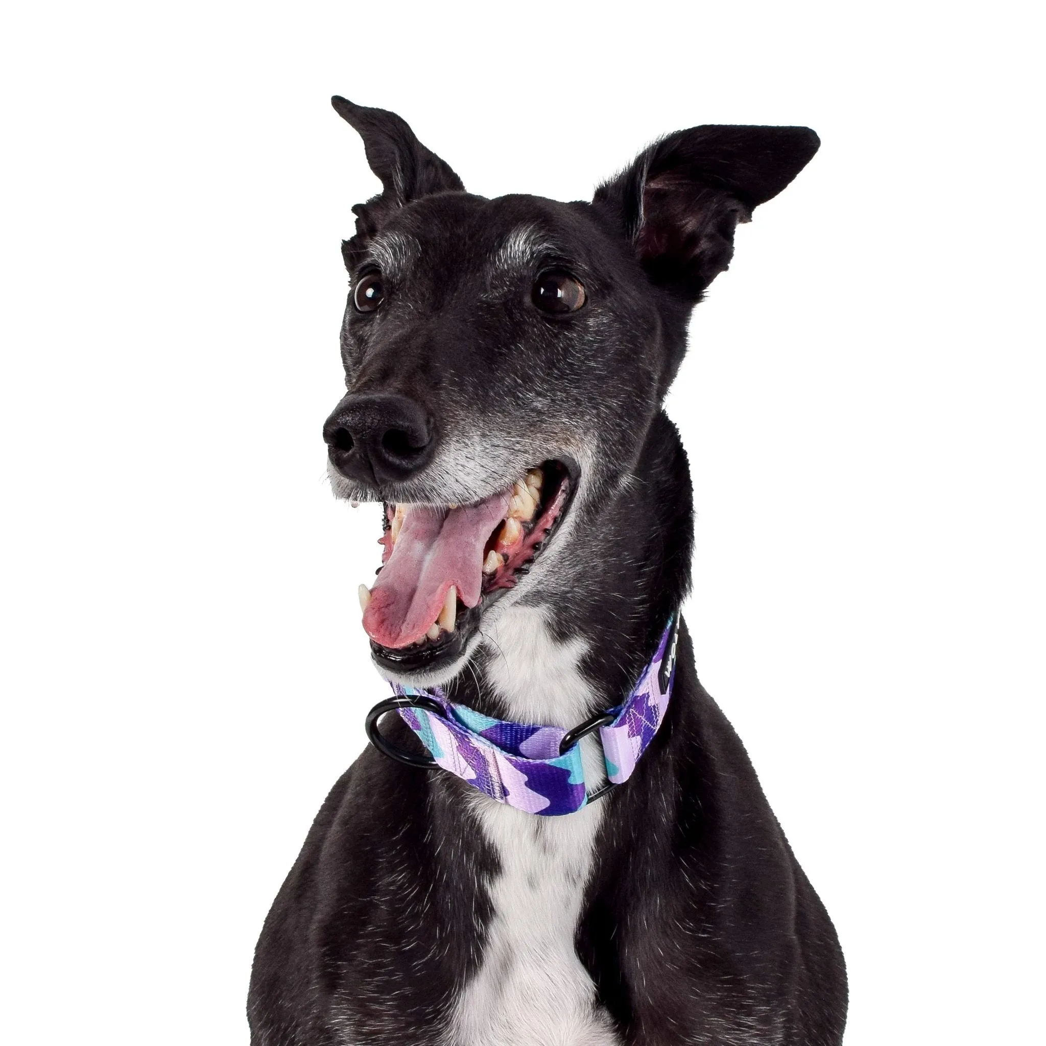Wolves of Wellington  |  Sulley Greyhound Collar